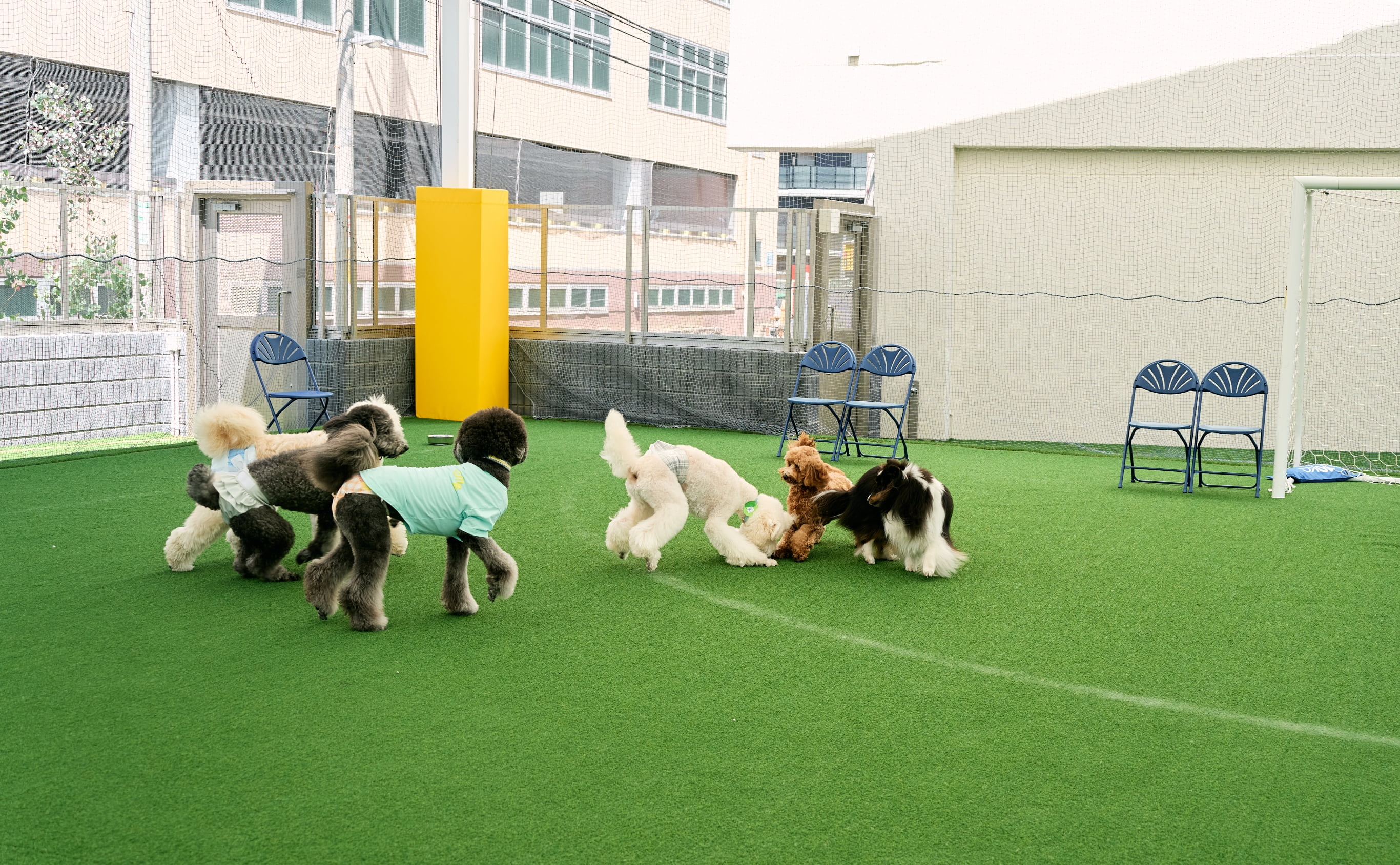 施設のドッグラン 犬たちが走り回る様子